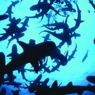 shark quiz - 11/08/