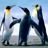 do u love u family