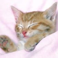 What would you do if you see a kitten