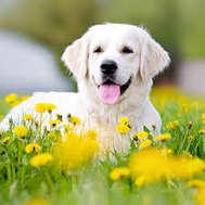 Dog Quiz