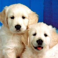dog quiz