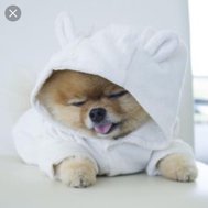 How well do you now Jiff Pom 🐶