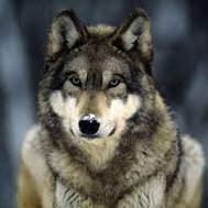 do you know alot about wolfs?(aisha vesamia)