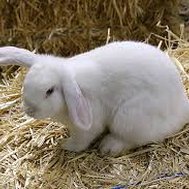 Bunny Quiz!
