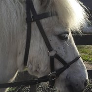 Vilken hästras passar du i?