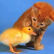 what animal are you