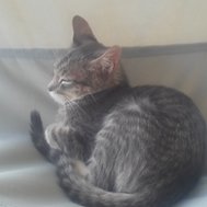 Cat or Dog