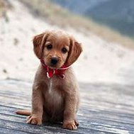 Will you have a dog🐕🐶