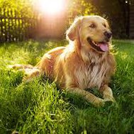 what is your pet mach