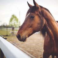 Which horse breed are you?