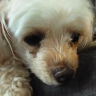 What dog is good for you