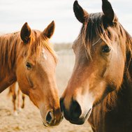 How much do you know about horses?