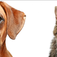 Are you a dog or cat person???