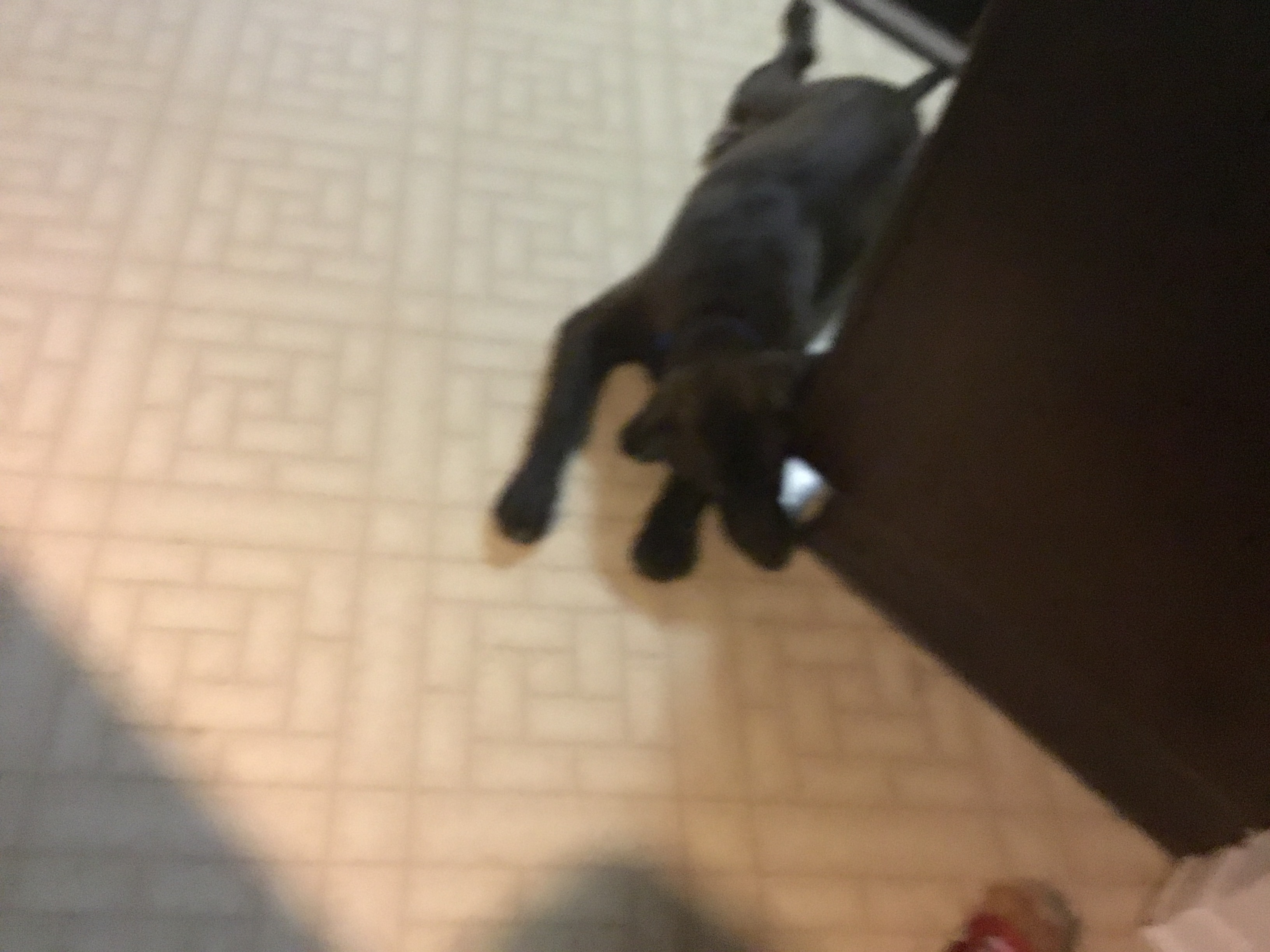 Are you a dog or a cat person
