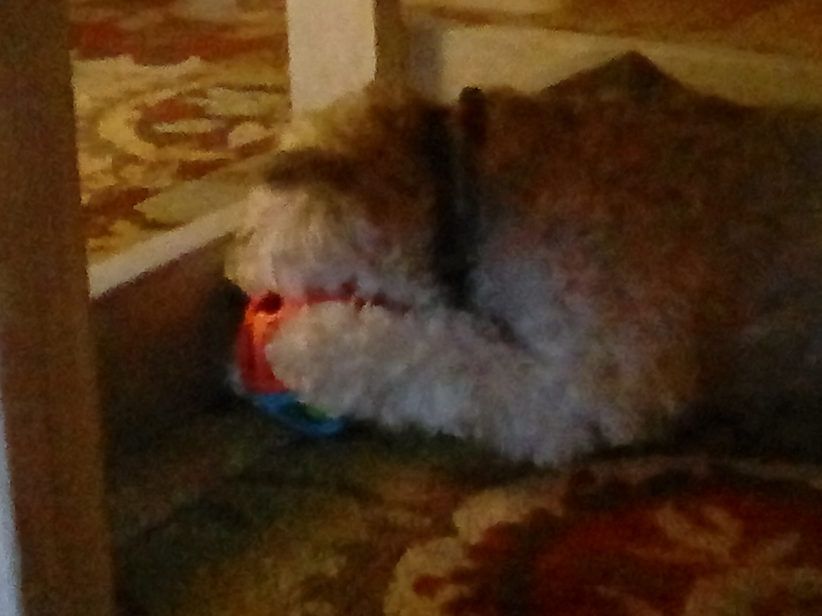 What dog are you