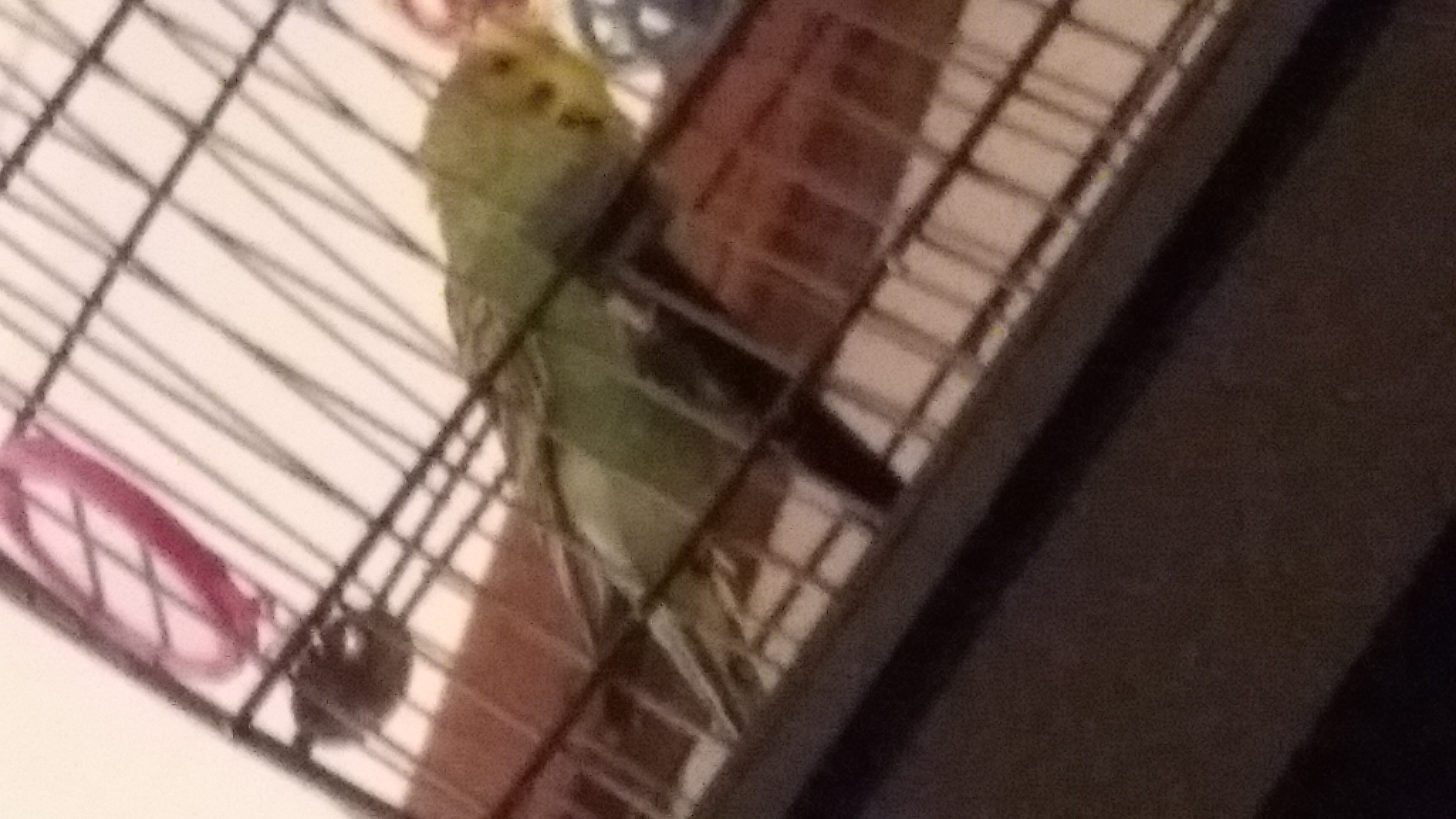 how well do you know a budgie