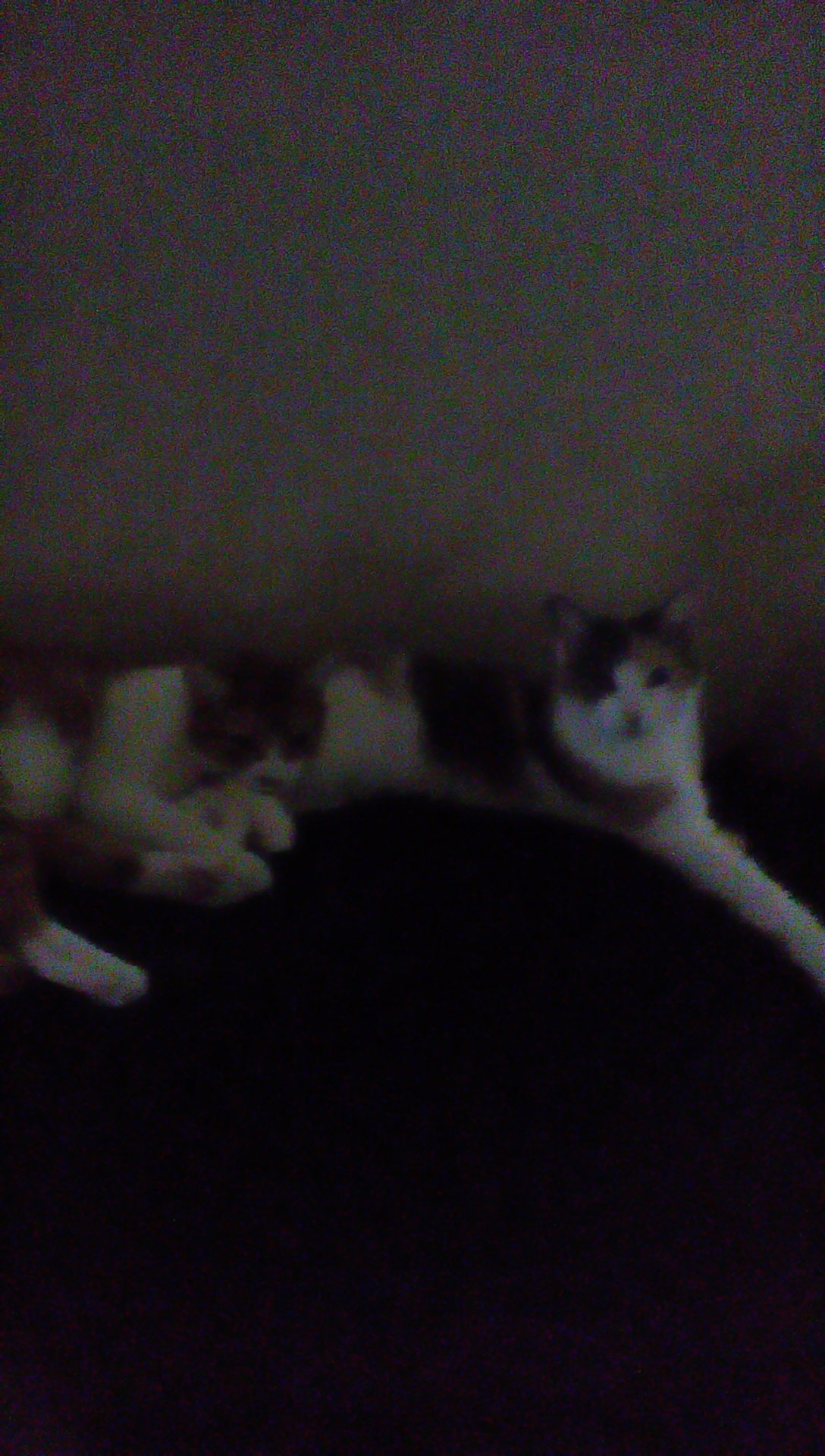 Ifz yoz wer a kitten:MOMMY
