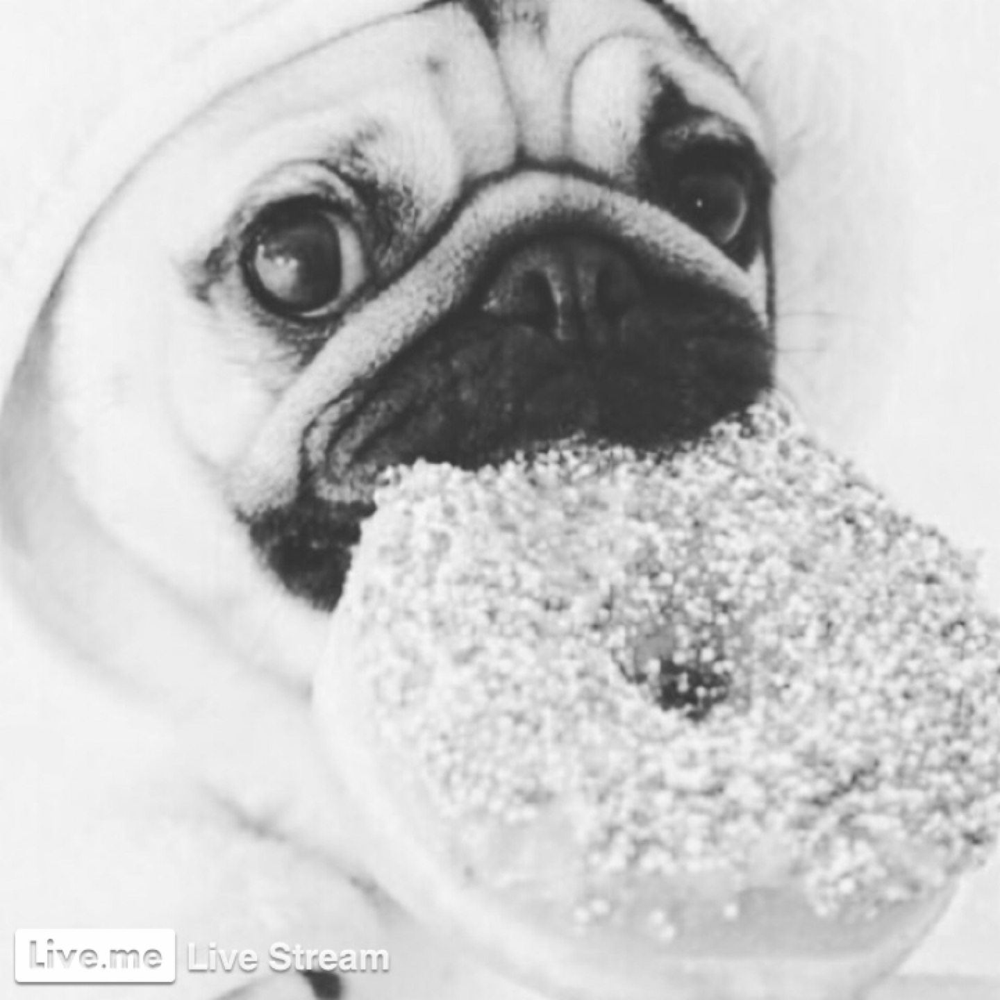 How much do you know pugs