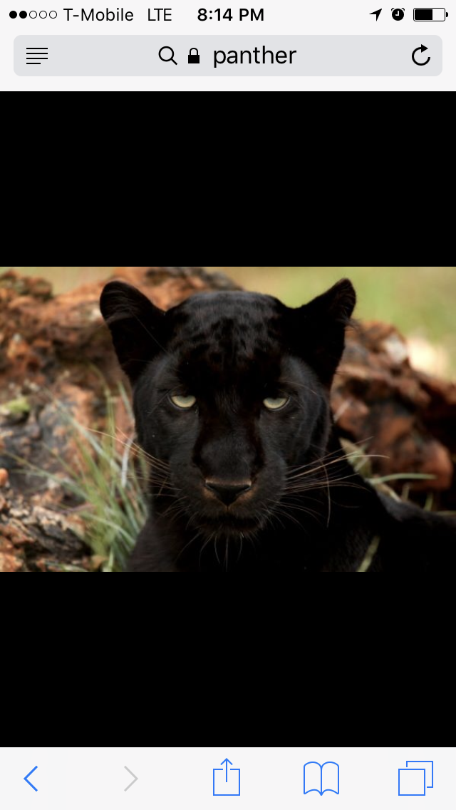 Real werepanther