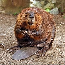 Are you into beavers?