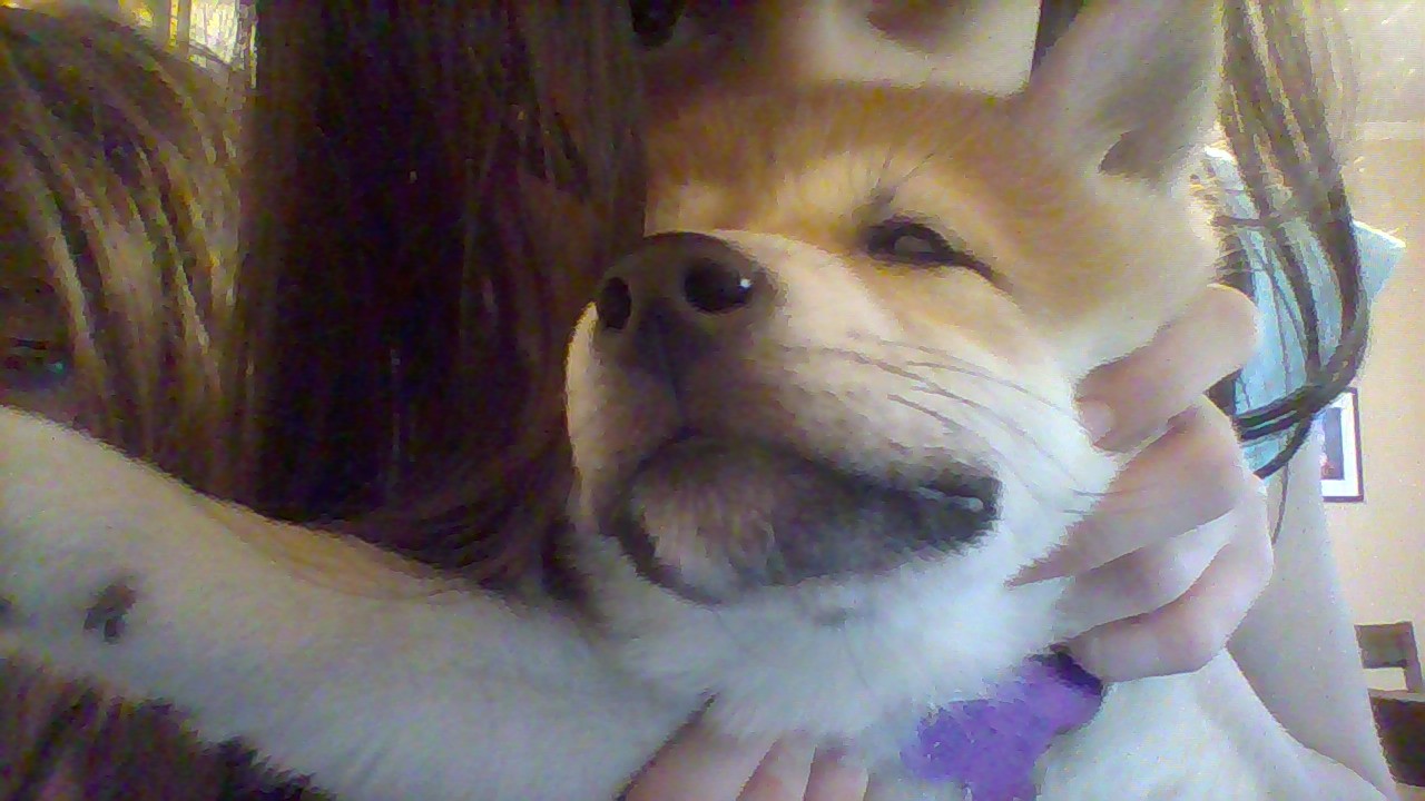 do you know my dog lulu