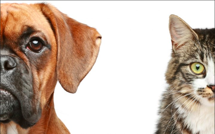 Are you a dog or cat person???