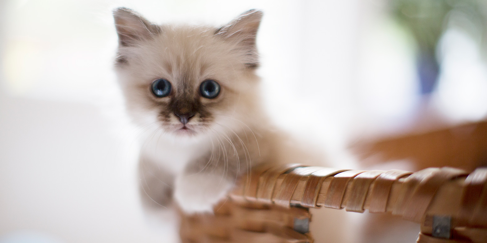 om Gizmo