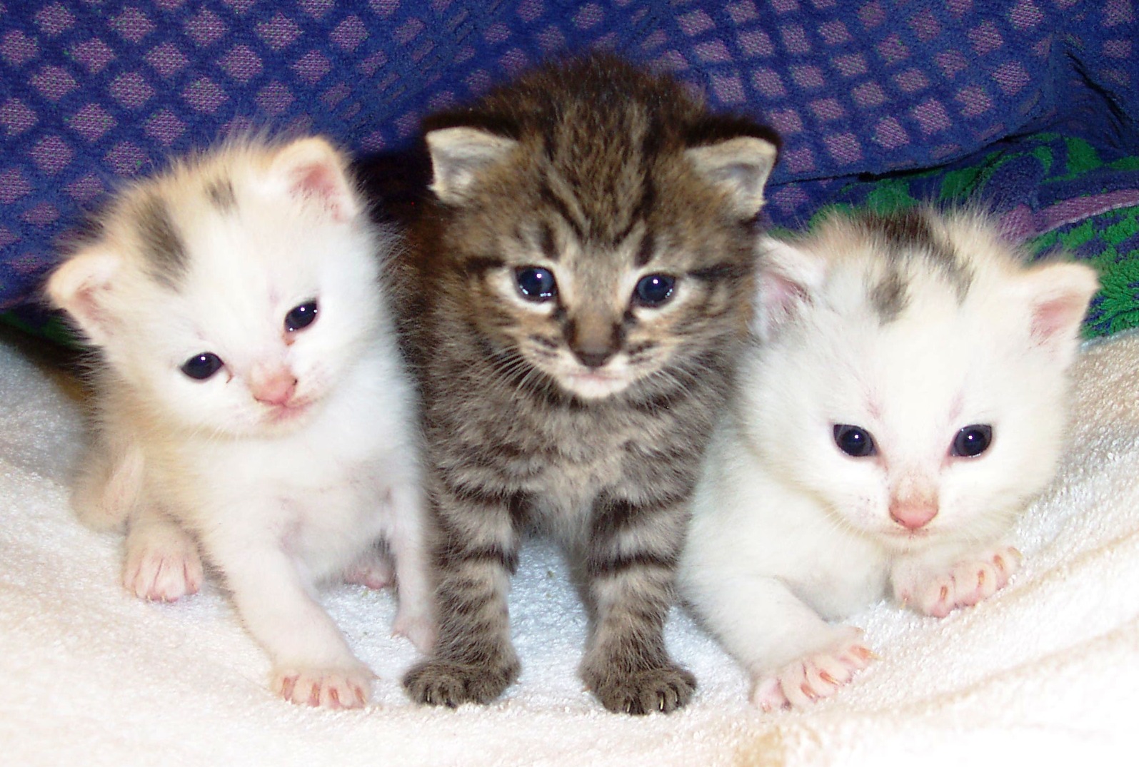 cats quiz