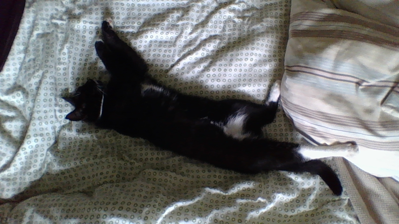 Är du noob på forre?