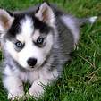 dose he like you
