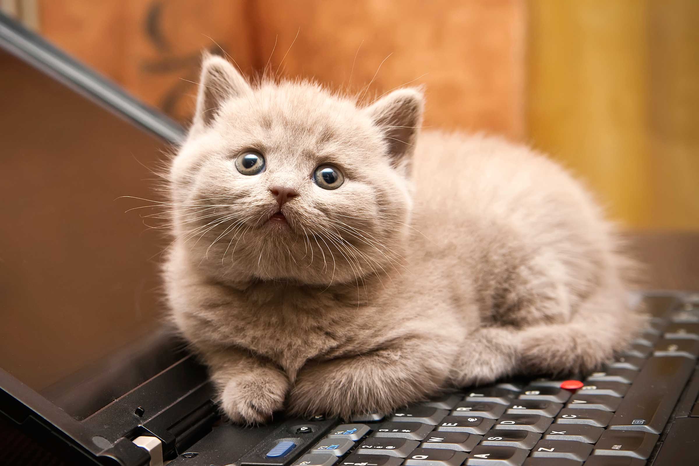 Do You Love Cats