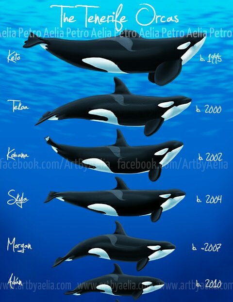 what Shamu are u loro parque