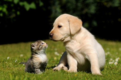 Är du en katt eller hund människa?