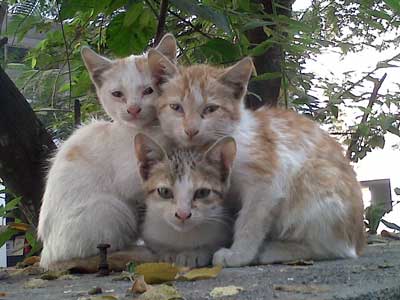 will you save them