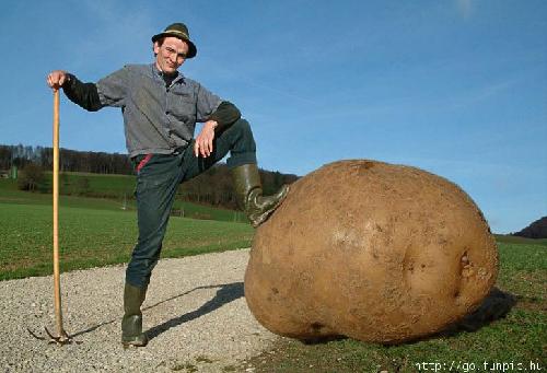 Potatis?
