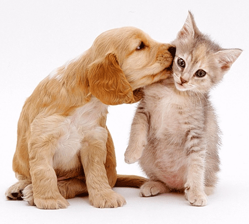 do u like cats or dogs?