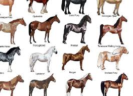 Which Horse Breed are u?