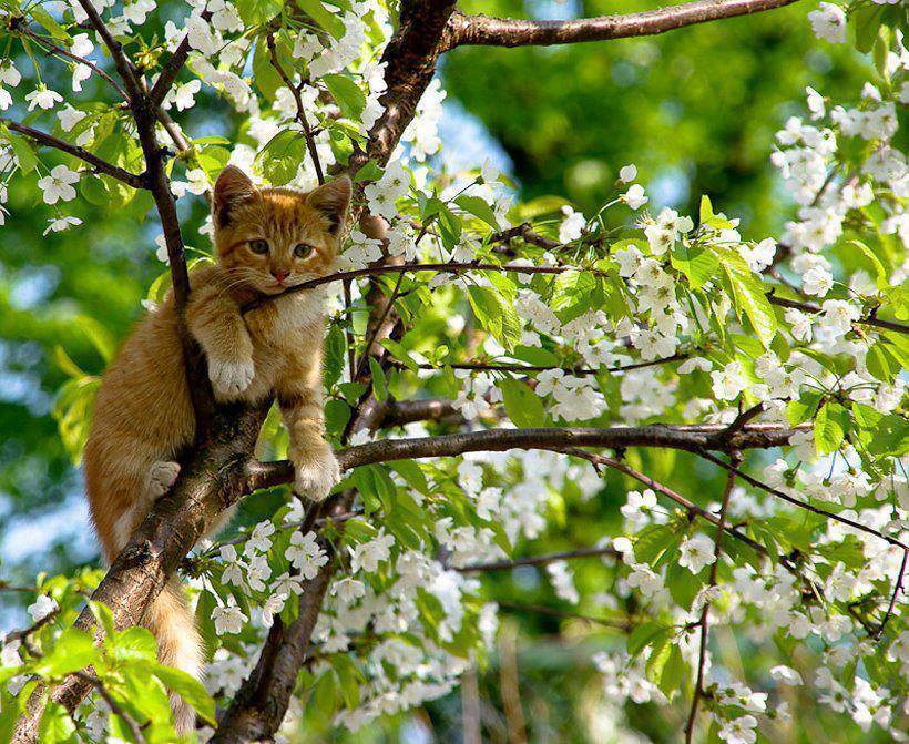 Would you be a good cat owner?