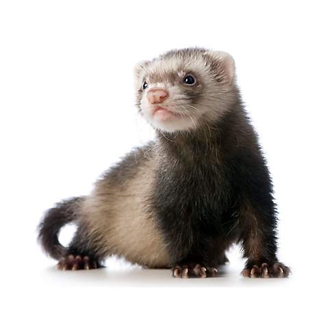 What do you know about the ferret?