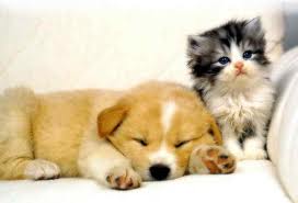 Are you a dog or a cat
