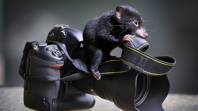 Tasmanian devil quiz 