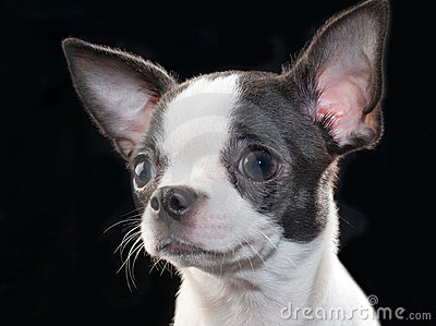 would u be a cute pupp?