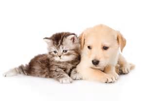 do you like dogs or cats