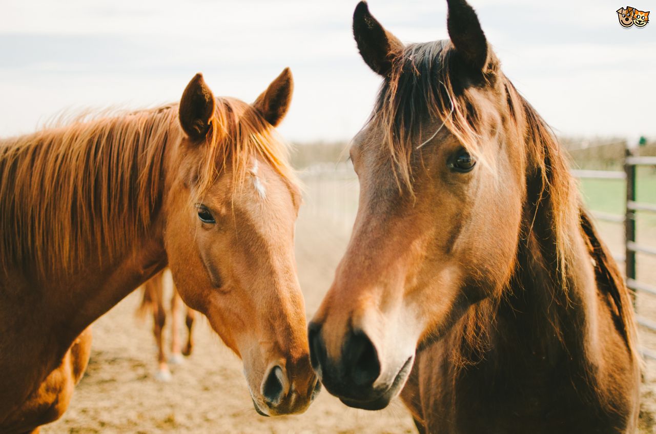 How much do you know about horses?