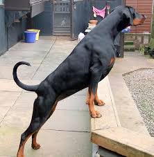 Är du en äkta dobermann ägare?