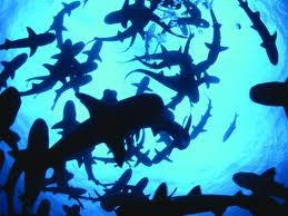 shark quiz - 11/08/