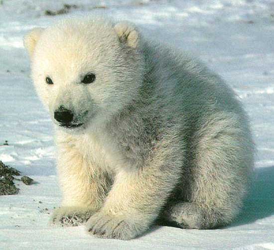 THE ANIMAL QUIZ (easy)