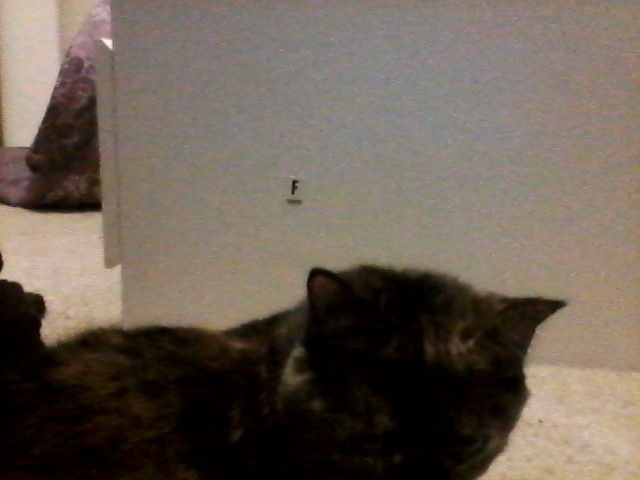How well do u now ur cat