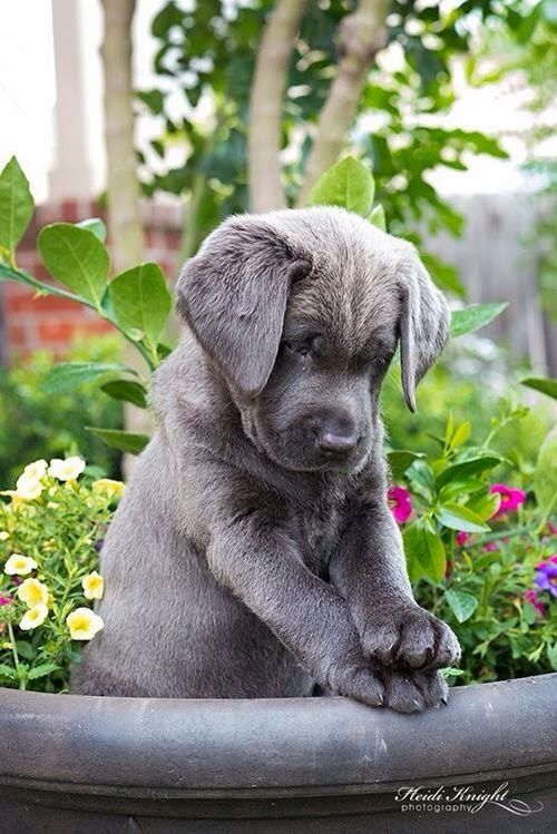 Do You Judge Dogs?