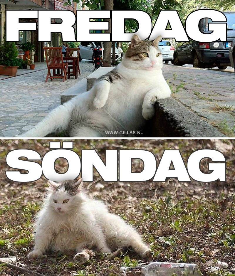 Vad kan du om katter?🐱🐈